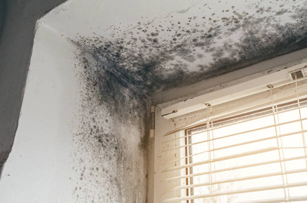 Trusted Mold Testing service in Garrett, WA - Cheap Mold Removal